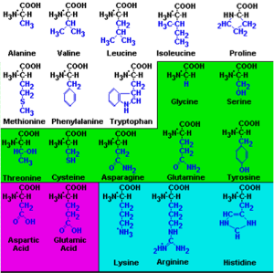 Formulas químicas de los 20 aminoácidos